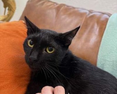 Jack Simpson - Domestic Shorthair Male Cat for Adoption