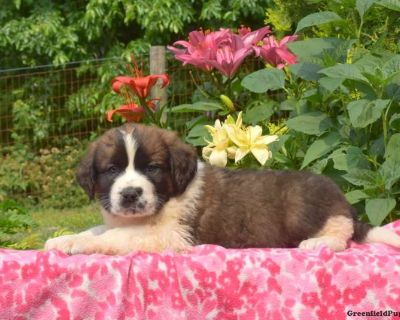 Cedar - Saint Bernard Puppy For Sale in Pennsylvania