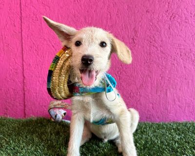 Brewsky - Schnauzer & Norfolk Terrier Mix Male Puppy for Adoption