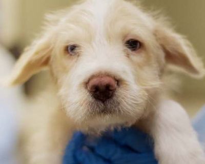 Gemini 21523 - Cocker Spaniel/Shar Pei Mix Male Puppy for Adoption