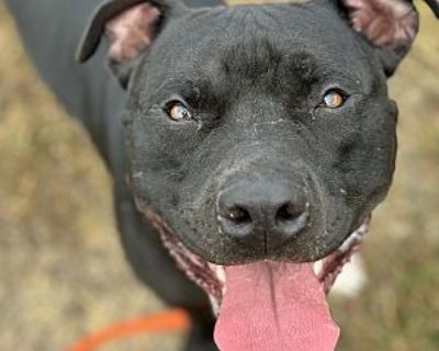 Max - American Pit Bull Terrier Male Dog for Adoption