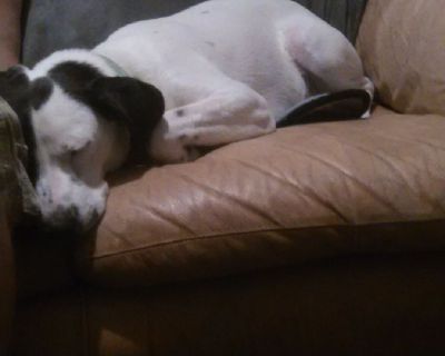 Free loving playful female dog