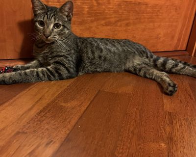 PLEASE: fill out an application at www.browndogcoalition.com/cats after reading the entirety of the adoption profile. Inquiries will slow down the adoption process. Meet Dayzi, a very pretty and sweet little girl who is ready to find her forever family. She's the perfect mix of playful energy and cuddly affection! Her foster mom says "Dayzi loves her cat toys and is content carrying around a st...