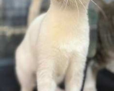 Gia - Siamese Female Cat for Adoption