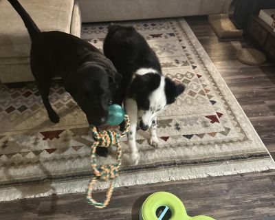 Rex - Australian Shepherd Male Dog for Adoption