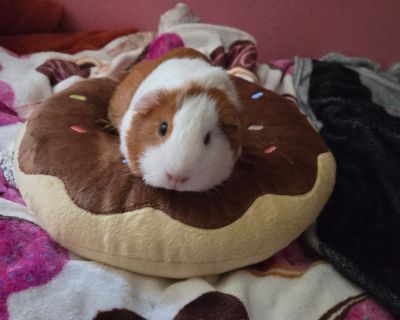 Cashew - Guinea Pig Female for Adoption