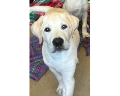 Leon - Labrador Retriever/Mixed Breed (Medium) Mix Male Puppy for Adoption