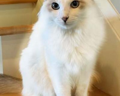 Want to meet? [ Fill out the Application ] , then email it to the contact in this bio.. Not good with kids Not good with dogs Good with cats Purebred Spayed / Neutered Housetrained. Breed Ragdoll Color White (Mostly) Age Kitten Sex Female Pet ID 21895252 Hair Length long
