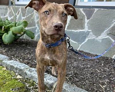 Tahoe ~ meet me! - Labrador Retriever/Boxer Mix Male Puppy for Adoption