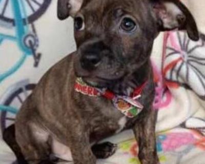 Location: GA (transport to an approved home in certain areas) will be ready in a few weeks Playstation Chihuahua Mix 11 weeks old 5.5 pounds Good with small dogs Good with kids over 12 Vetted: Yes Neutered: Will be before going home GAME OVERVIEW Welcome to Playstation: The Puppy Chronicles, where energy never runs out, zoomies are constant, and every day is a brand-new level of fun. Your unit ...