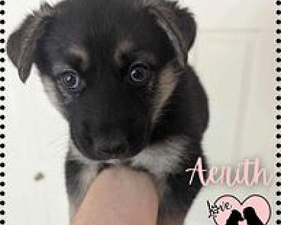 Aerith - Husky/German Shepherd Dog Mix Female Puppy for Adoption