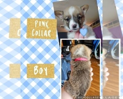 Pink - Pembroke Welsh Corgi Male Puppy for Sale