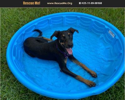 Zenon is a bright, affectionate young dog with lots of energy and personality. She loves people, enjoys walks and time outdoors, and thrives with structure and routine. She can become overstimulated indoors and sometimes nips when excited, so she'll do best with an experienced owner who can provide consistent training and calm leadership. Zenon hasn't been socialized with other dogs and would d...