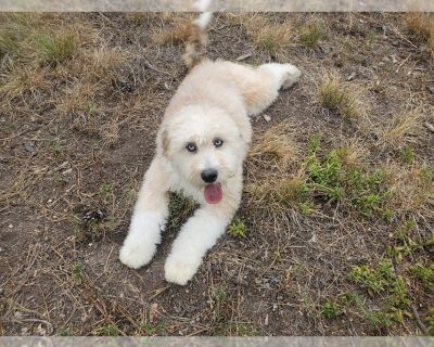 Litter of 8 - Bernedoodle-Poodle (Toy) Mix Male Puppy for Sale