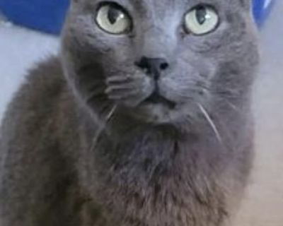 Anastasia - Russian Blue Female Cat for Adoption