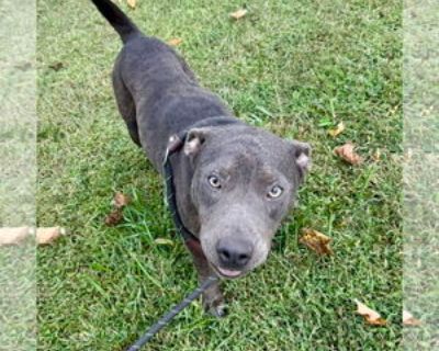 Ivory - American Pit Bull Terrier-Labrador Retriever Mix Female