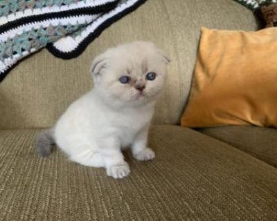 Crystal - Scottish Fold Female Kitten For Sale
