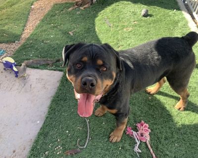 Gazan - Rottweiler Male Dog for Adoption