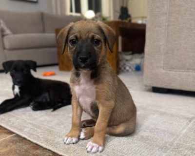 Wasabi - German Shepherd Dog/Australian Shepherd Mix Male Puppy for Adoption