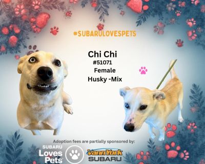 Chi Chi #51071 Husky-Mix 40lbs I am current on my age-appropriate vaccines Interested in learning more about me? Please follow the link below to complete an adoption application or stop by the adoption center to meet me in person and learn more! Adoption Center Hours: Monday Friday | 9:00 AM 5:30 PM 336-683-8240 Adoption Application: https://www.randolphcountync.gov/FormCenter/Animal-Services-7...