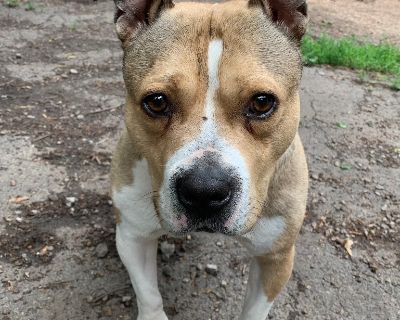 Max - American Staffordshire Terrier Mix Male Dog for Adoption