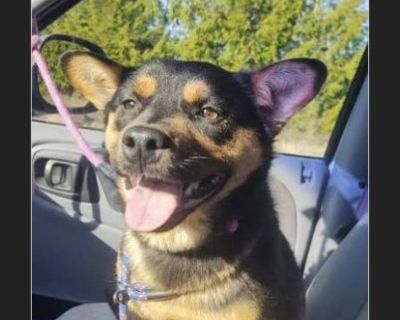 Sheba - Female Puppy Australian Cattle Dog mix for Adoption