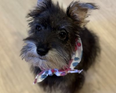 Floyd - Terrier Mix Male Puppy for Adoption