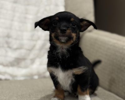 Ella - Havanese & Chihuahua Mix Female Puppy for Adoption