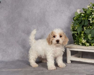 One Year Genetic Health Guarantee. Gender: Female Sire: Red Ace Dam: Daisy DOB: September 23rd, 2025 Age: 7 Weeks Available: November 18th, 2025 Microchipped Vet Checked Vaccinated Dewormed Family Raised Socialized Kid-Friendly Health Guarantee Extended Health Guarantee. Leroy & Liz Stoltzfus