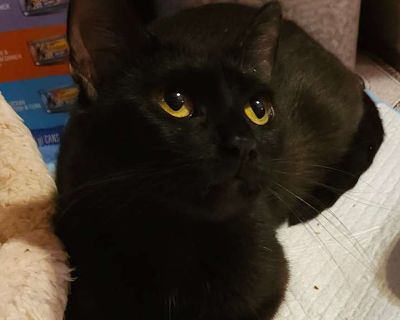 Adult. Brown tabby. God's Dogs Rescue plus Kitties does NOT transport any cats or kittens in or out of the state of Texas. It is too stressful for the cats or kittens to be transported long distances, especially when enclosed in a vehicle containing dogs and puppies. Thank you for your understanding. Petunia was just another stray trying to survive, but she hit the jackpot when she found shelte...