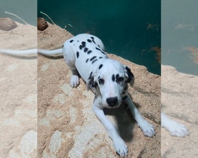 Litter of 3 - Dalmatian Male Puppy for Adoption