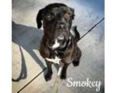 Adopt Smokey a American Staffordshire Terrier, Black Labrador Retriever