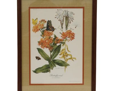 1970 Framed Under Glass Botanical Print Butterfly Weed