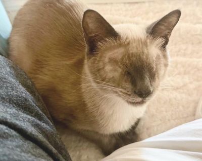 Sonny - Siamese Female Cat for Adoption