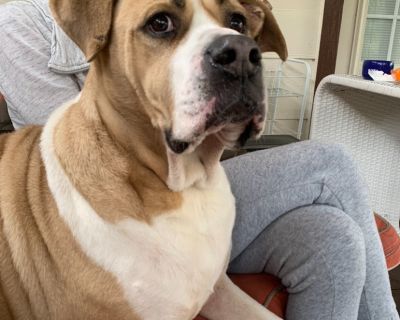 Finningan - American Bulldog Male Dog for Adoption