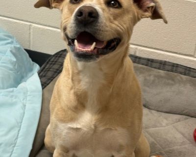 Bean - Labrador Retriever Mix Female Dog for Adoption