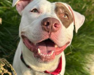 Fjord - American Pit Bull Terrier Male Puppy for Adoption