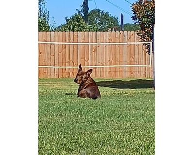 Female Belgian Shepherd Mixed - Belgian Shepherd Female Dog for Adoption