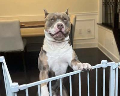 Maiz - American Bulldog Male Dog for Adoption