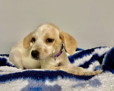 Lemon Berry Slush - Australian Cattle Dog / Blue Heeler Female Puppy for Adoption