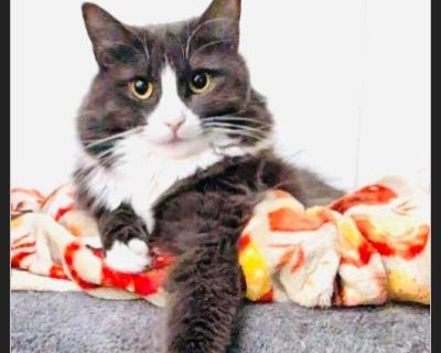 Cosette is a gorgeous 2 year old Ragdoll / Ragdoll Mix who was found as a baby as a stray in a dumpster. She has grown into a beauty. She is playful and cuddly, but might be a bit shy. She is healthy and doesn't love to be held, but is still affectionate! Her family loves her but is moving out of the country. Please get I'm touch to rescue this beautiful, unique girl! Please email: [email prote...