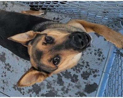 BRODY - German Shepherd Dog Male Dog for Adoption