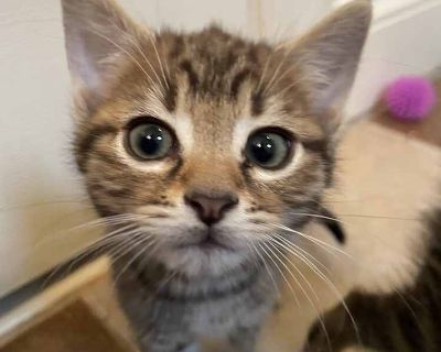 Acorn - Domestic Shorthair Male Kitten for Adoption