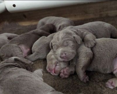 Labrador Retriever Puppies  Dilute Silver and Charcoal