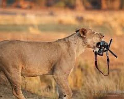 African Hunting Safari