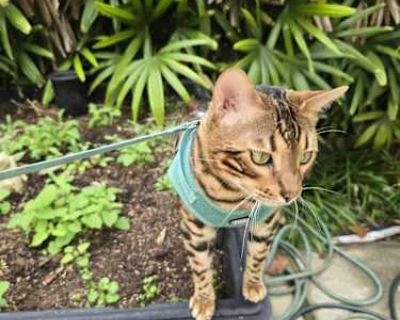 RaRa - Bengal Male Cat for Adoption