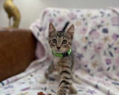 Mittens Hughes - Domestic Shorthair Female Cat for Adoption