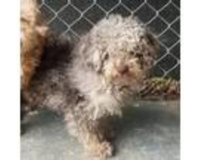 Adopt Onion a Poodle, Mixed Breed