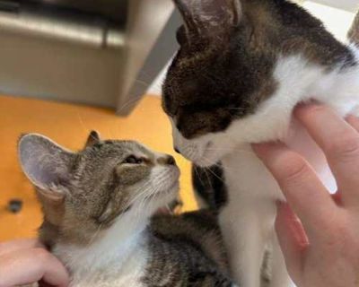 Turbo - bonded with Caroline Channing - Domestic Shorthair Male Cat for Adoption