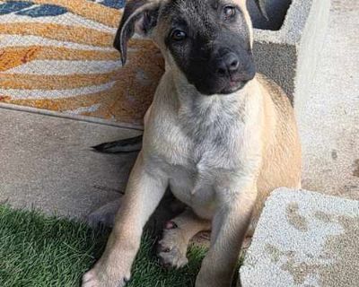 Brew DD - Belgian Malinois/Mixed Breed (Medium) Mix Male Puppy for Adoption